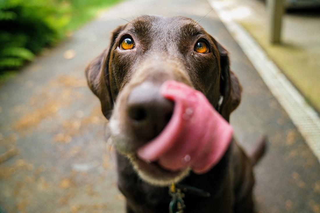 12 voedingsmiddelen die je hond niet mag eten
