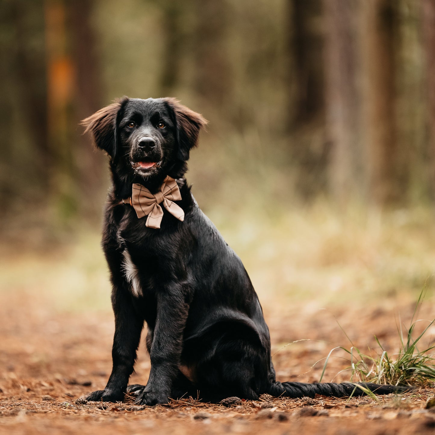 Hond met hondenstrik van Woof and Snoof