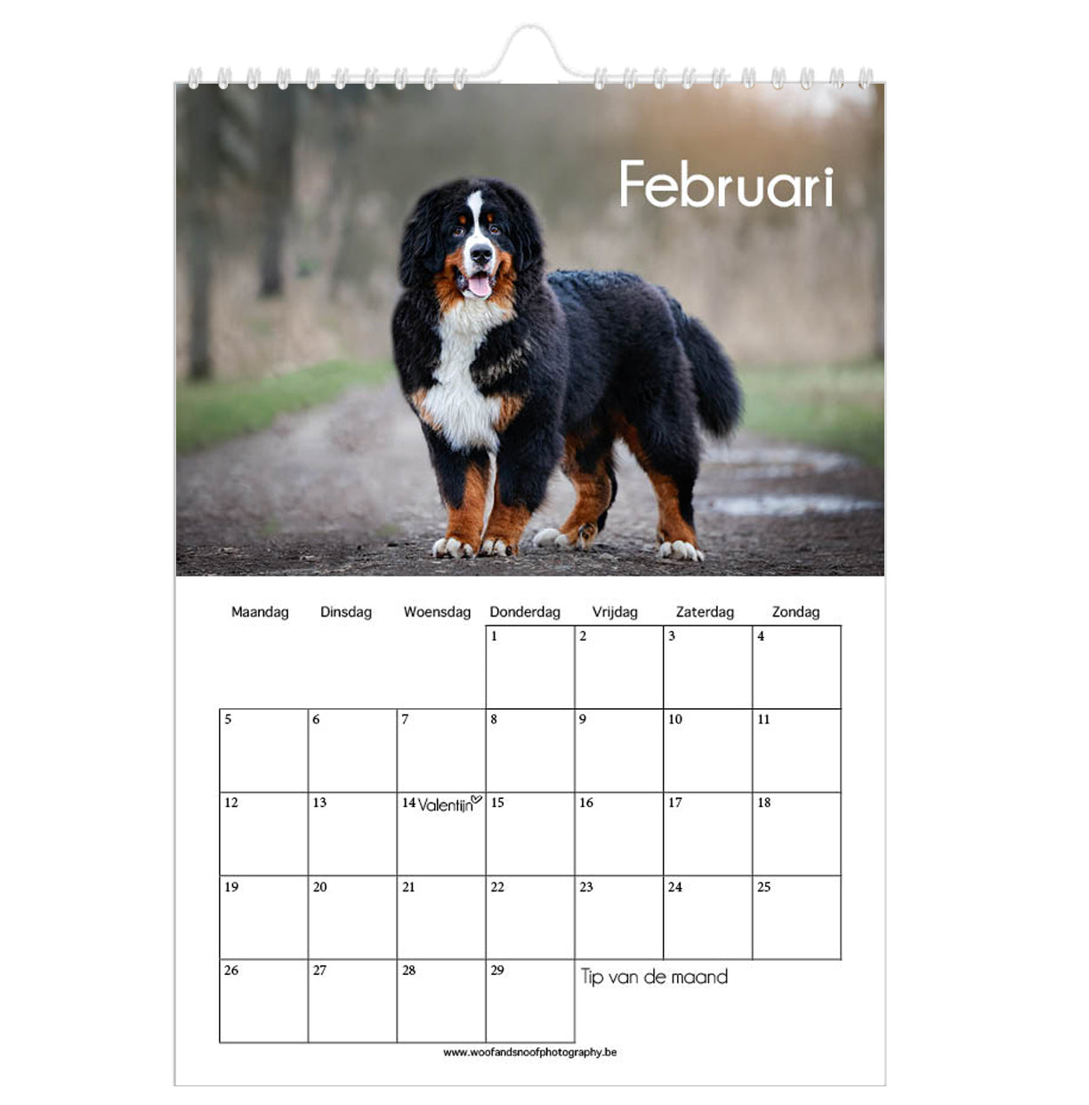 Honden fotokalender 2026