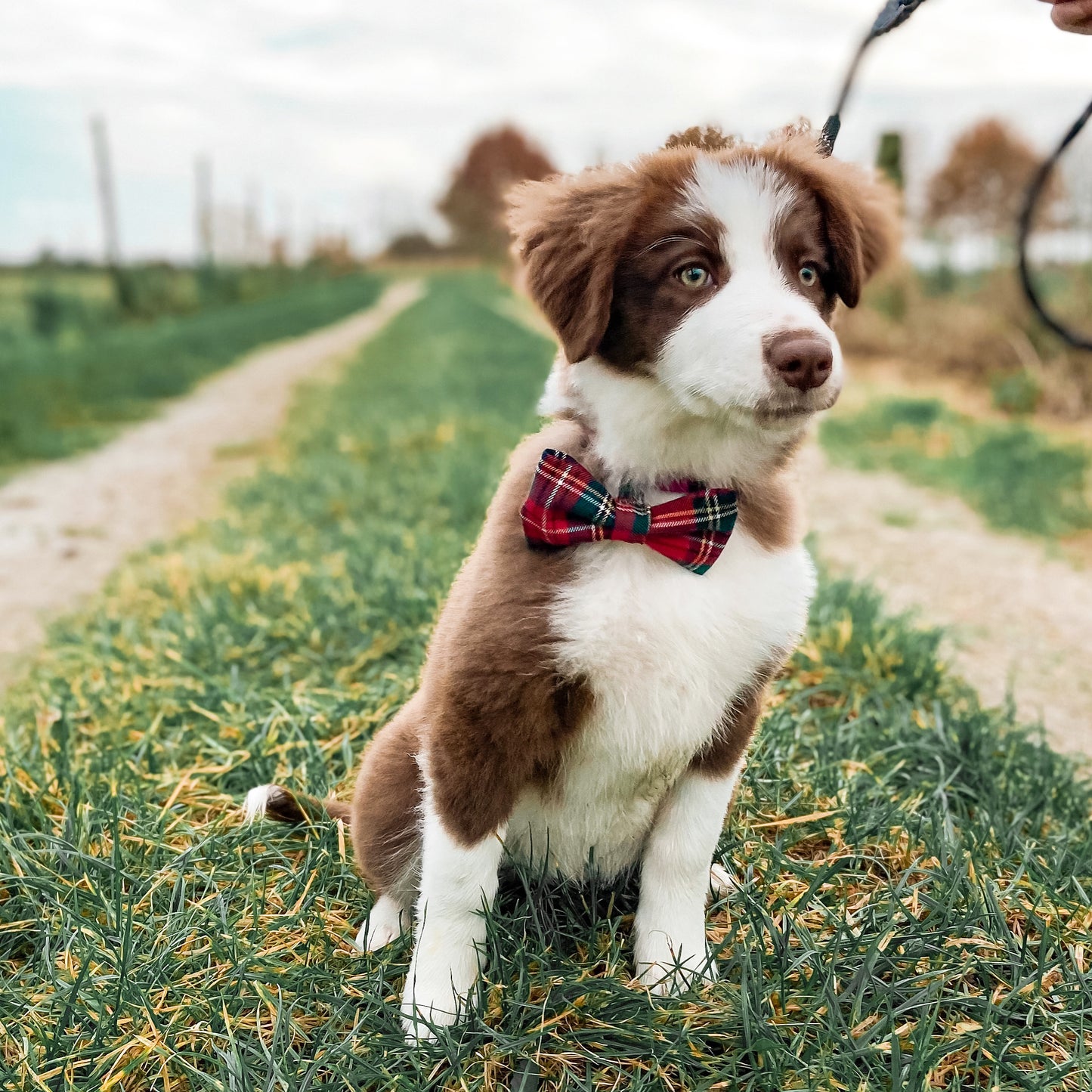 Dog bow schotse ruit
