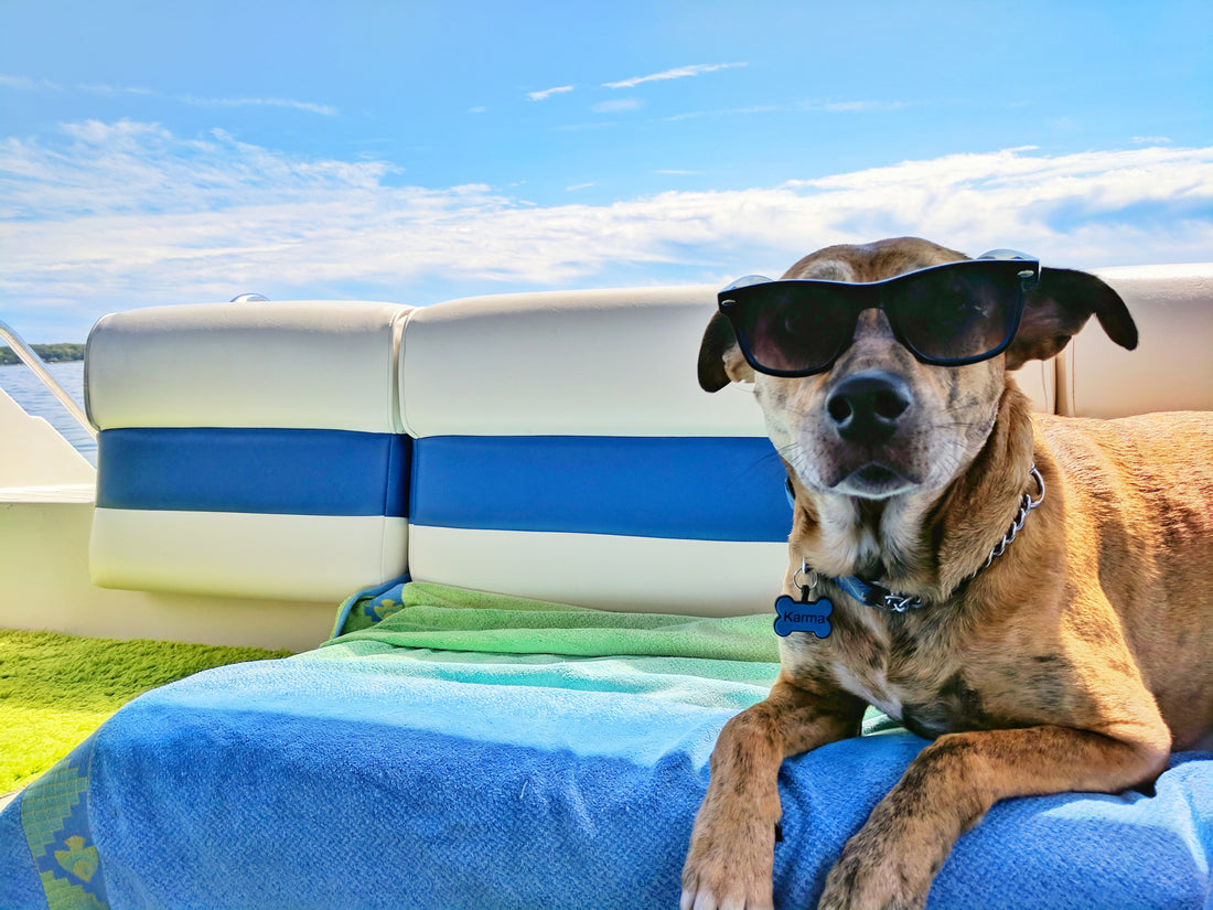 3 vakantiehuisjes waar je hond welkom is