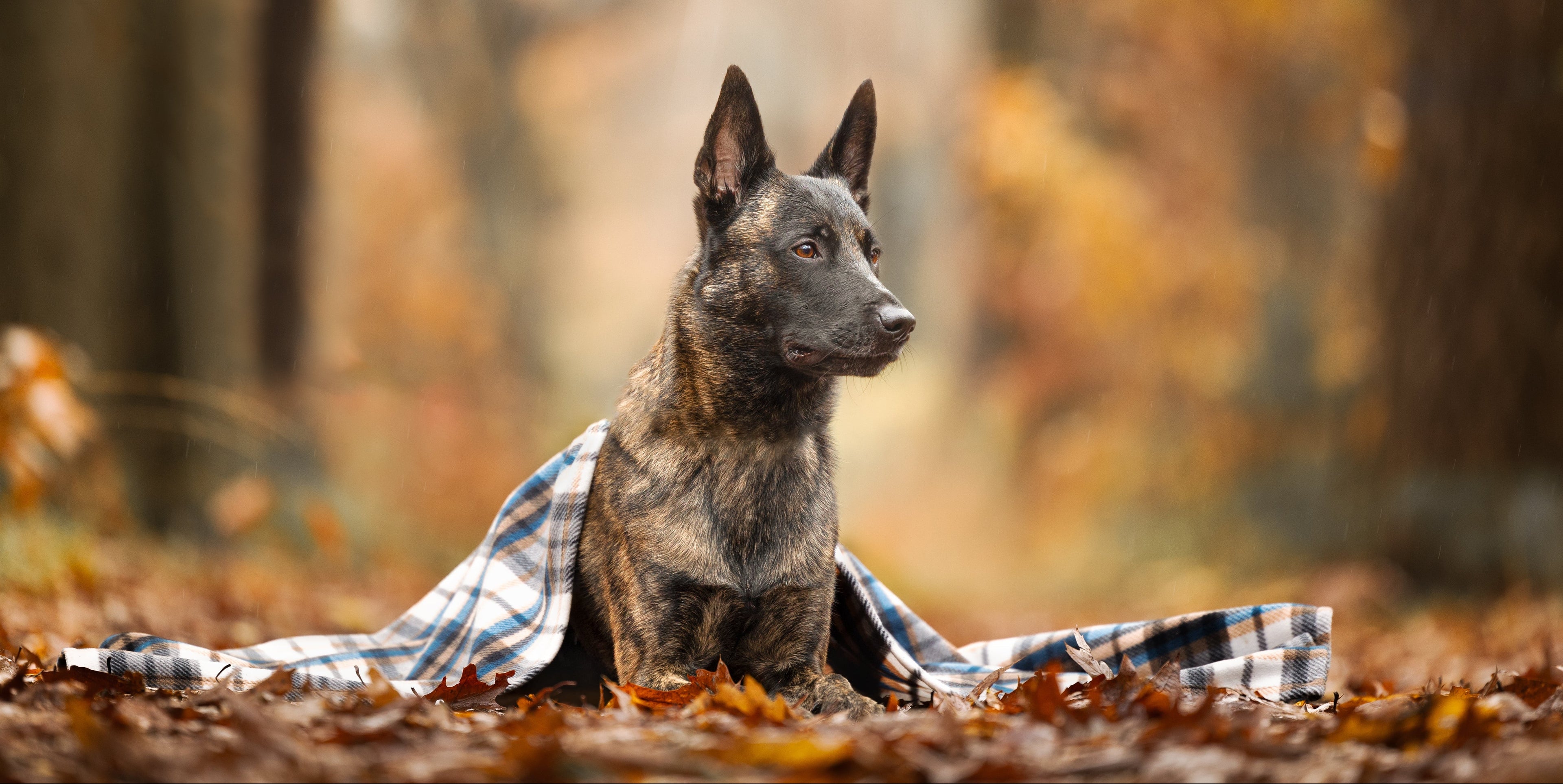 Hondenfotografie Hasselt