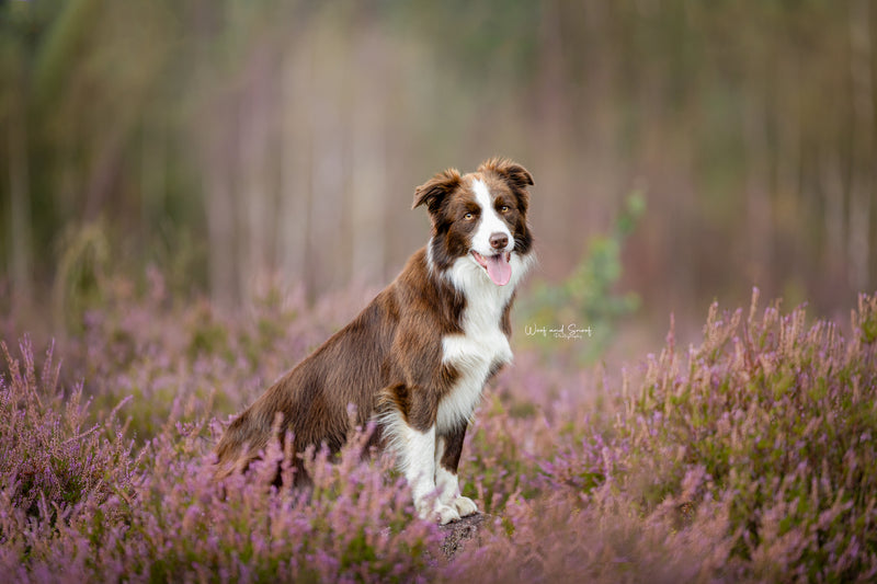 Hondenfotografie Woof and Snoof