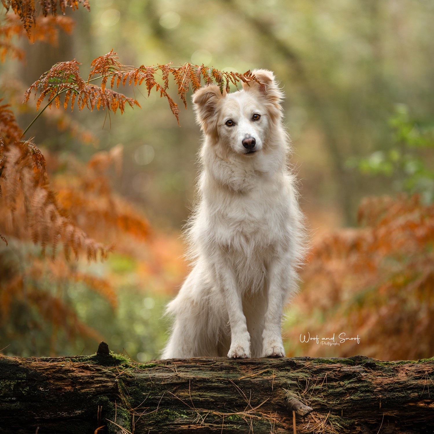 Afbeelding zonder ALT