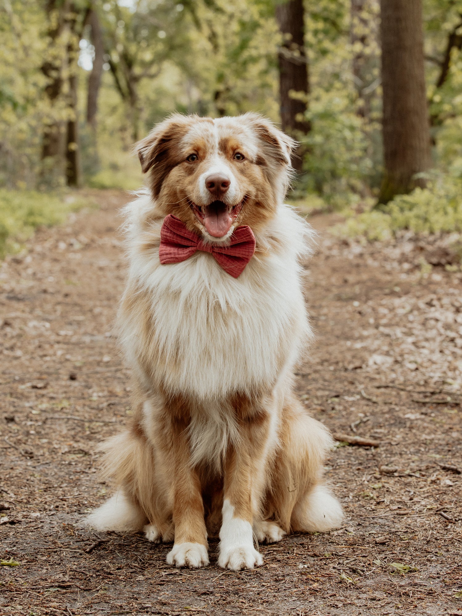 Afbeelding zonder ALT